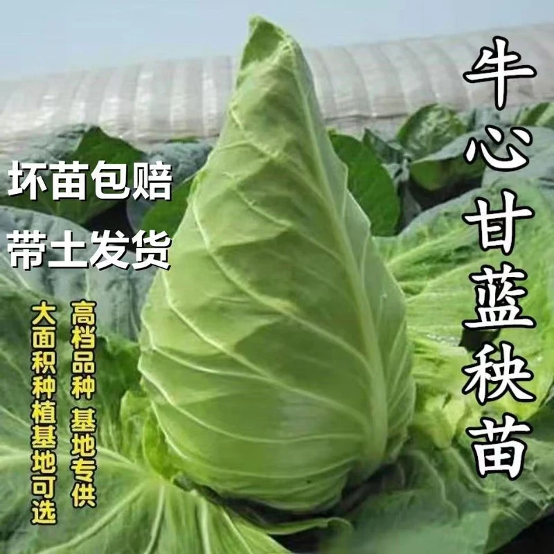 牛心甘蓝带土秧苗牛心包蔬菜种苗大全牛心菜大头菜鸡心包甘蓝种苗