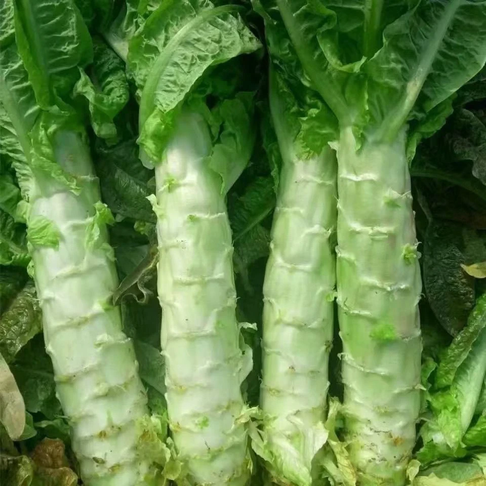 【当季莴笋香莴笋】蔬菜莴笋新鲜绿心薄皮莴苣笋青笋青菜叶新鲜蔬菜