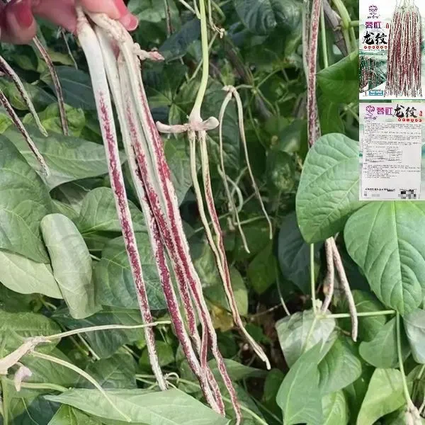 花豹豇豆种子龙纹花豆角八月豆角籽种子四季豇豆子正宗架豆角种子