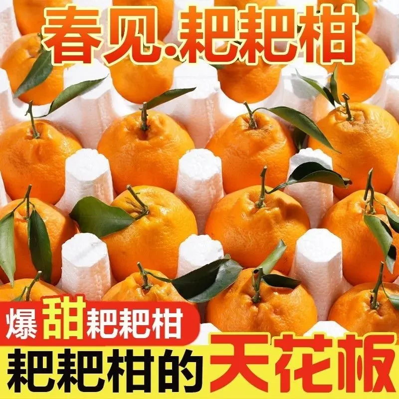 【特惠助农】四川特级粑粑柑正宗柑橘新鲜水果柑橘5/8斤春见耙耙柑