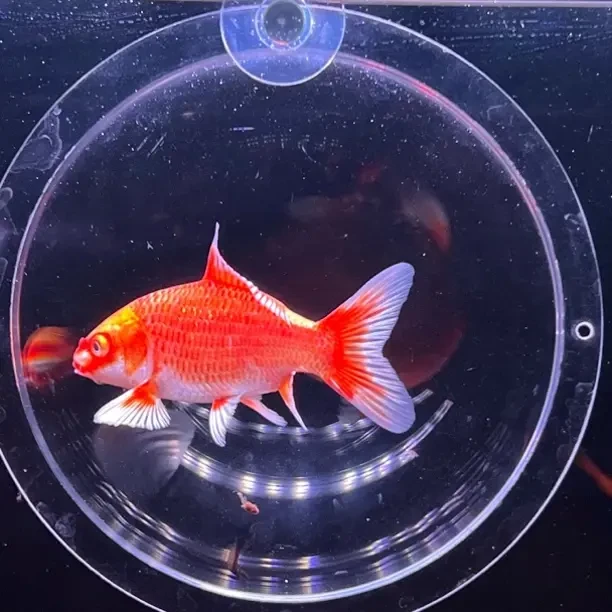 蝴蝶鲤冷水淡水好养耐活招财活体观赏鱼