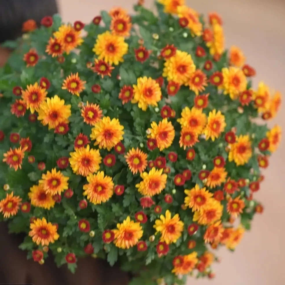 基地特价福利千头菊《夕阳橙+芭蕾小姐》阳台庭院地栽好养护