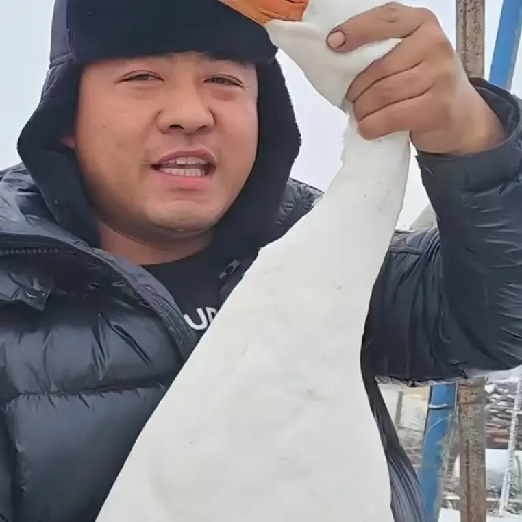 东北农村散养大白鹅