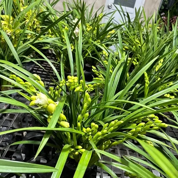 室内蕙兰盆栽浪漫白玉香兰花苞清香型好养活绿植年宵花