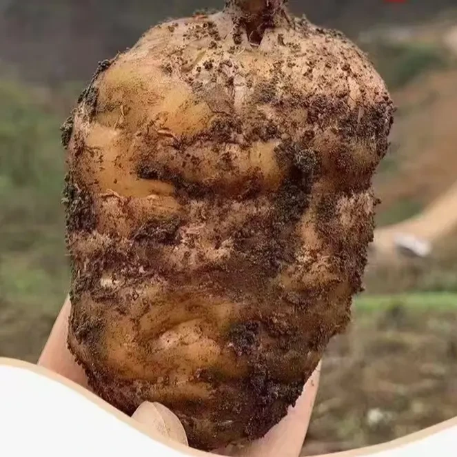 云南昭通小草坝新鲜高山野生乌天麻产地发货