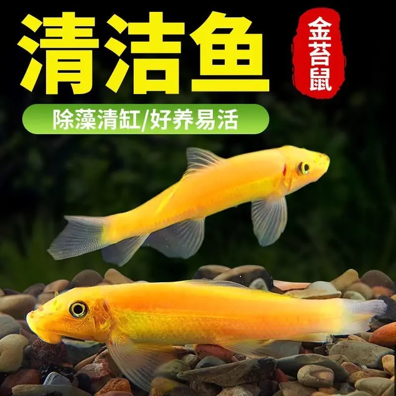 金苔鼠淡水清洁鱼热带鱼新手好养吸盘工具鱼水族清缸型除藻老鼠鱼