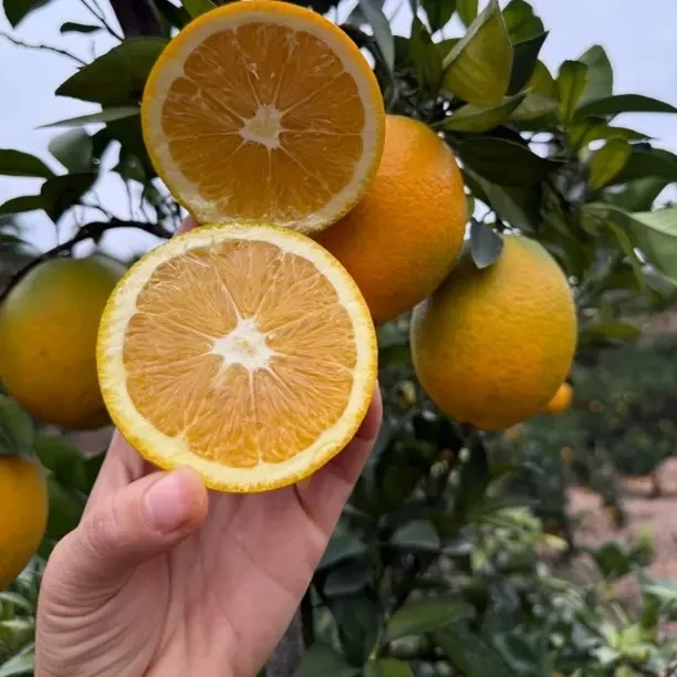正宗赣南脐橙当季新鲜水果现摘现发清甜多汁皮薄果肉饱满工程师