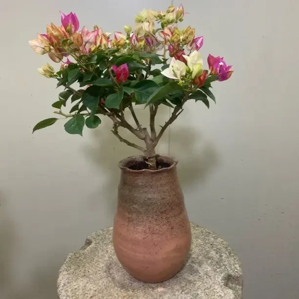 三角梅老桩盆栽四季开花耐热耐寒适合基地阳台室内外种植