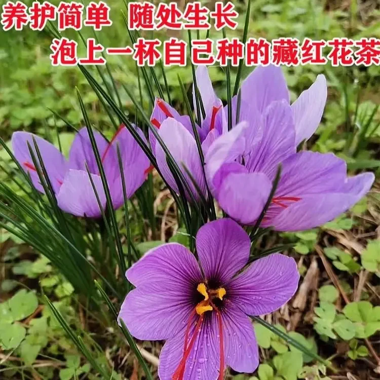 藏红花种球多年生庭院阳台球根花卉四季观赏植物简单易种