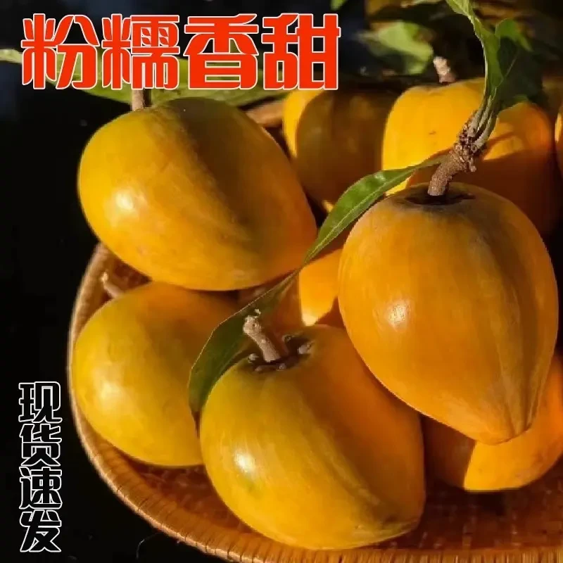 头茬上市蛋黄果正宗云南版纳当季新鲜特大网红水孕妇热带水果