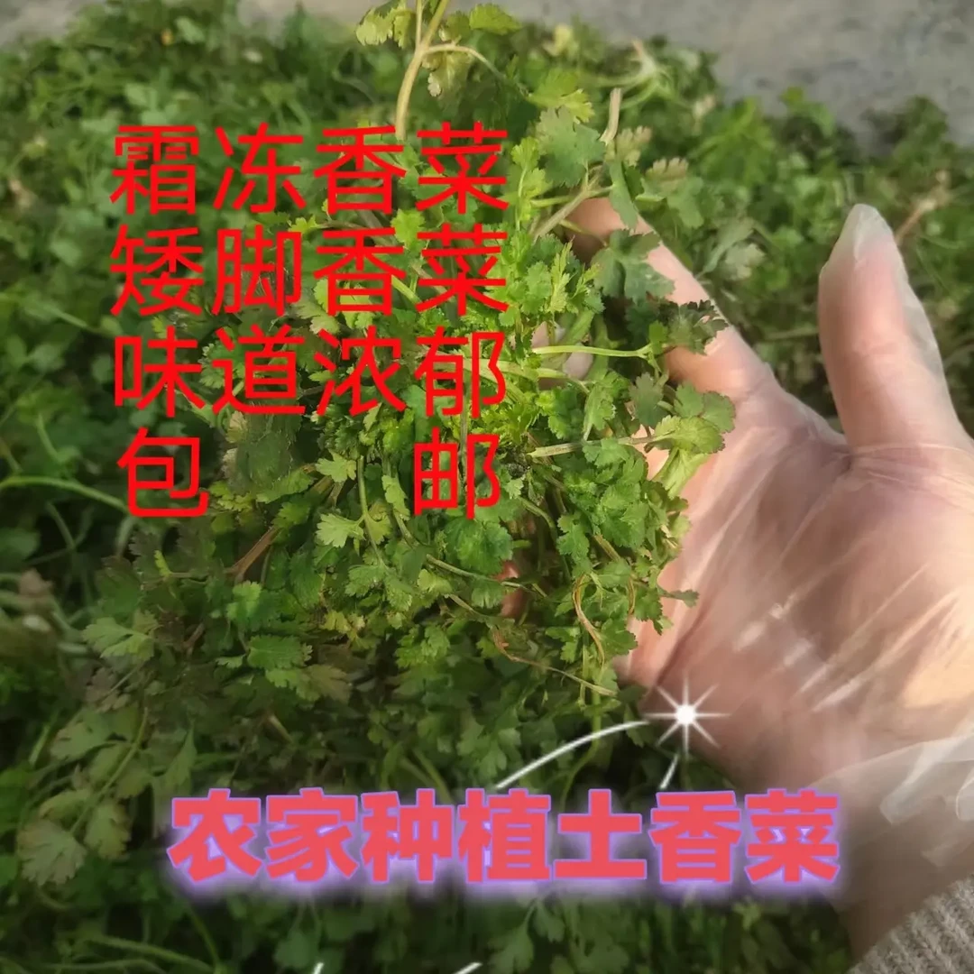 农家自种矮脚趴地香菜新鲜芫荽霜冻露天火锅配菜红根整箱包邮