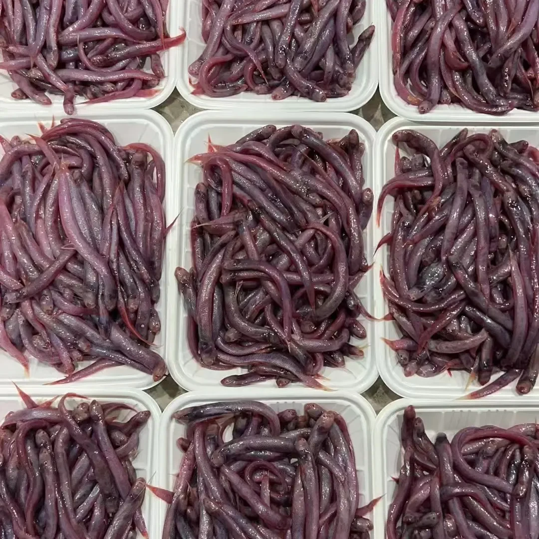 海钓黑头黄鱼等饵鱼拍一发8️⃣盘