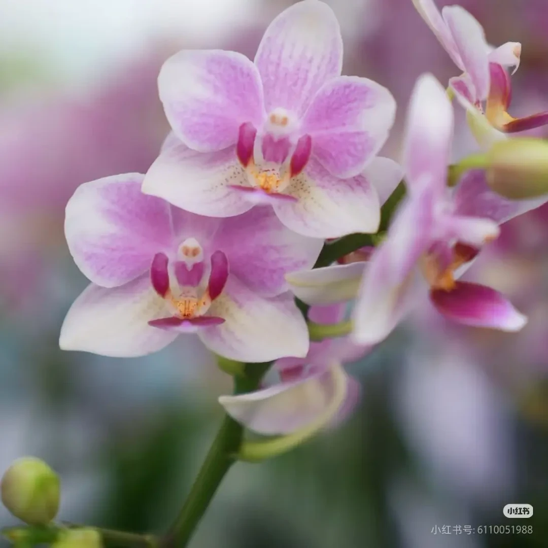 小丸子蝴蝶兰双剑清慕兰艺蝴蝶兰