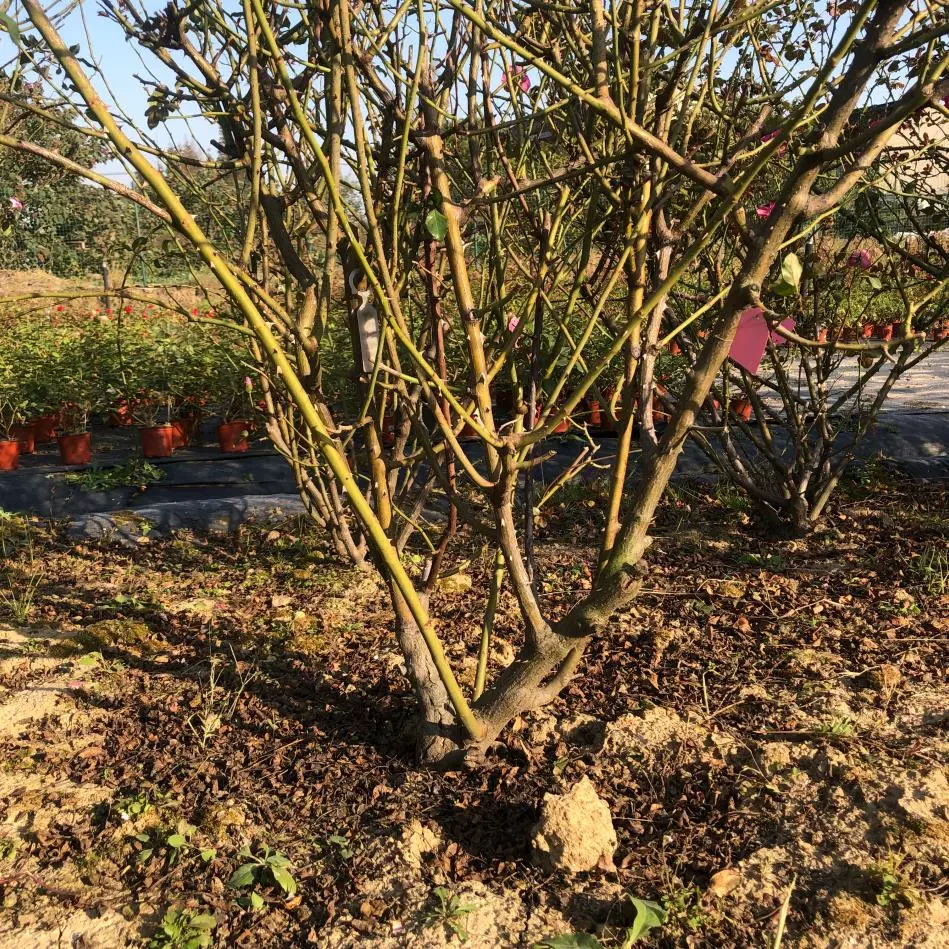 月季母本【2区41-100】 多年裸根壮苗土球发玫瑰花卉盆栽地栽庭院