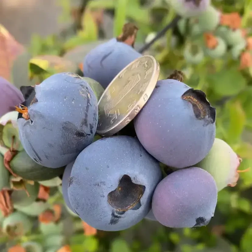 （中大苗带花带果）1.5加仑蓝莓苗原盆原土发货南北方种植带花带果