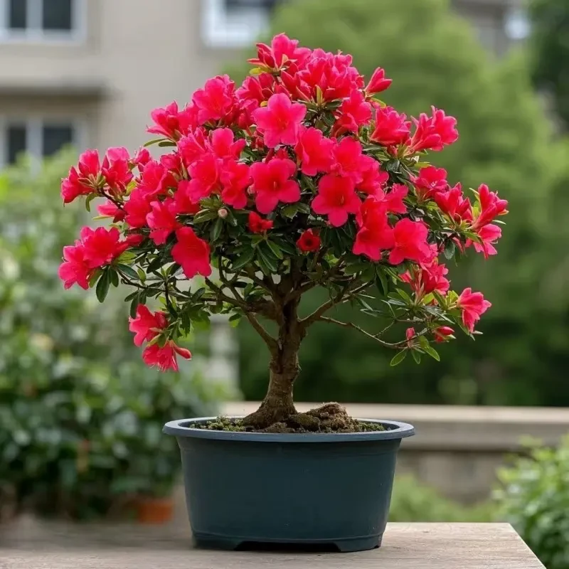 四季开花映山红盆栽花卉树苗室内外庭院阳台盆景植物好养易活绿植