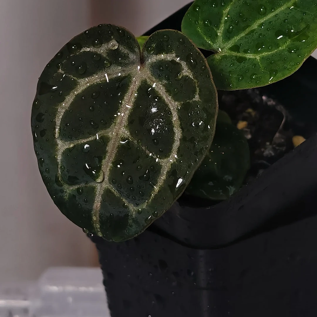自繁  美版skg银红X红色骨纹  花烛小苗