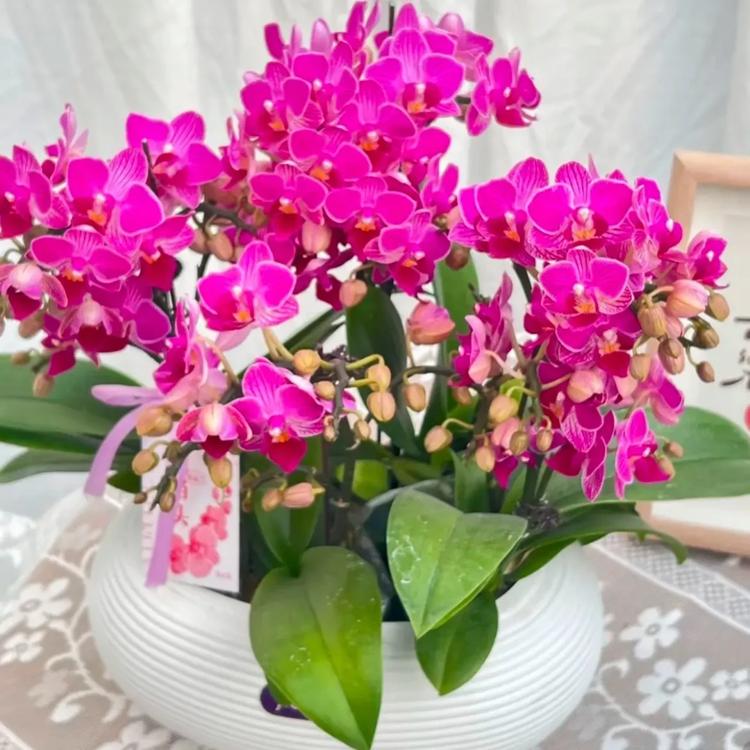 【小喜糖】3.0寸加高杯 丰花爱长多侧枝 桌面款花 不带花苞带花剑苗