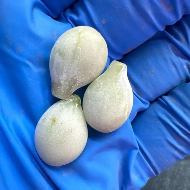 马卡龙锦叶片 到手三片中的一片