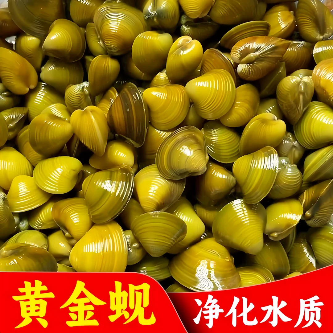 【免换水神器】黄金蚬鱼缸清道夫平替 水质净化神器 草缸除藻生态缸