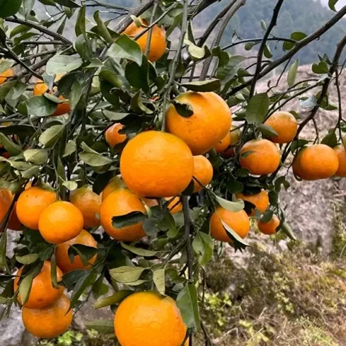 正宗明日见柑橘皇后柑橘新鲜应季水果蜜桔子酸甜口 非纯甜