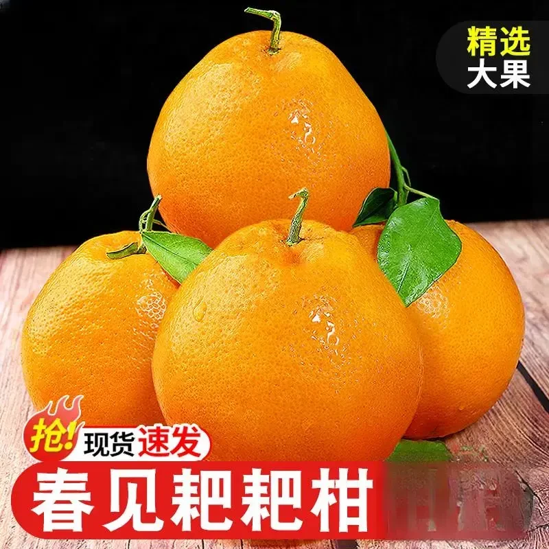 正宗四川春见耙耙柑斤橘子新鲜水果丑柑桔粑粑柑当季杷杷柑橘批发
