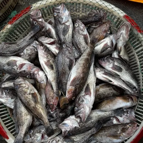 59 ————杂鱼拼鱼临时链接、直播间为准、顺丰包邮59