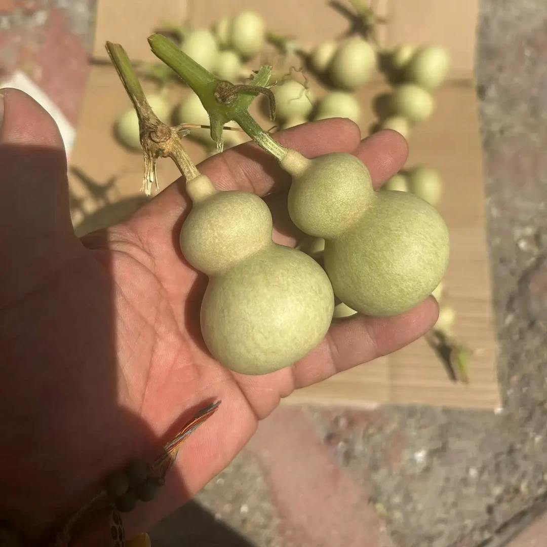 天然文玩小葫芦可盘玩带龙头