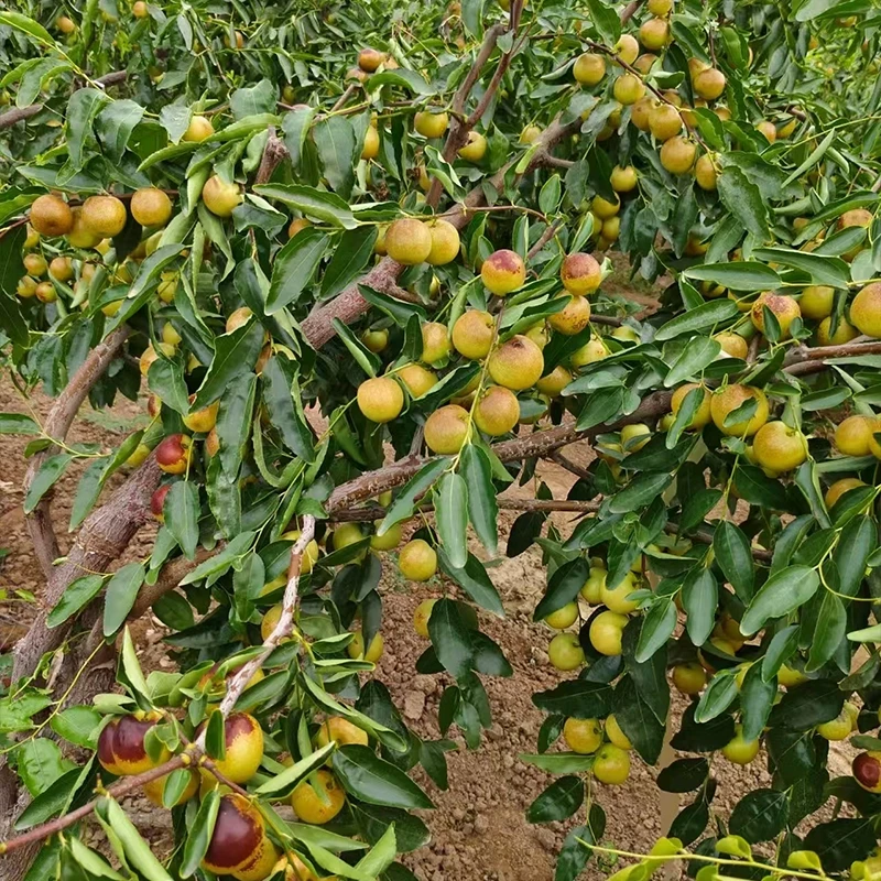 陕西大荔冬枣树苗嫁接枣树 果树苗南北方庭院盆栽地栽种当年结果
