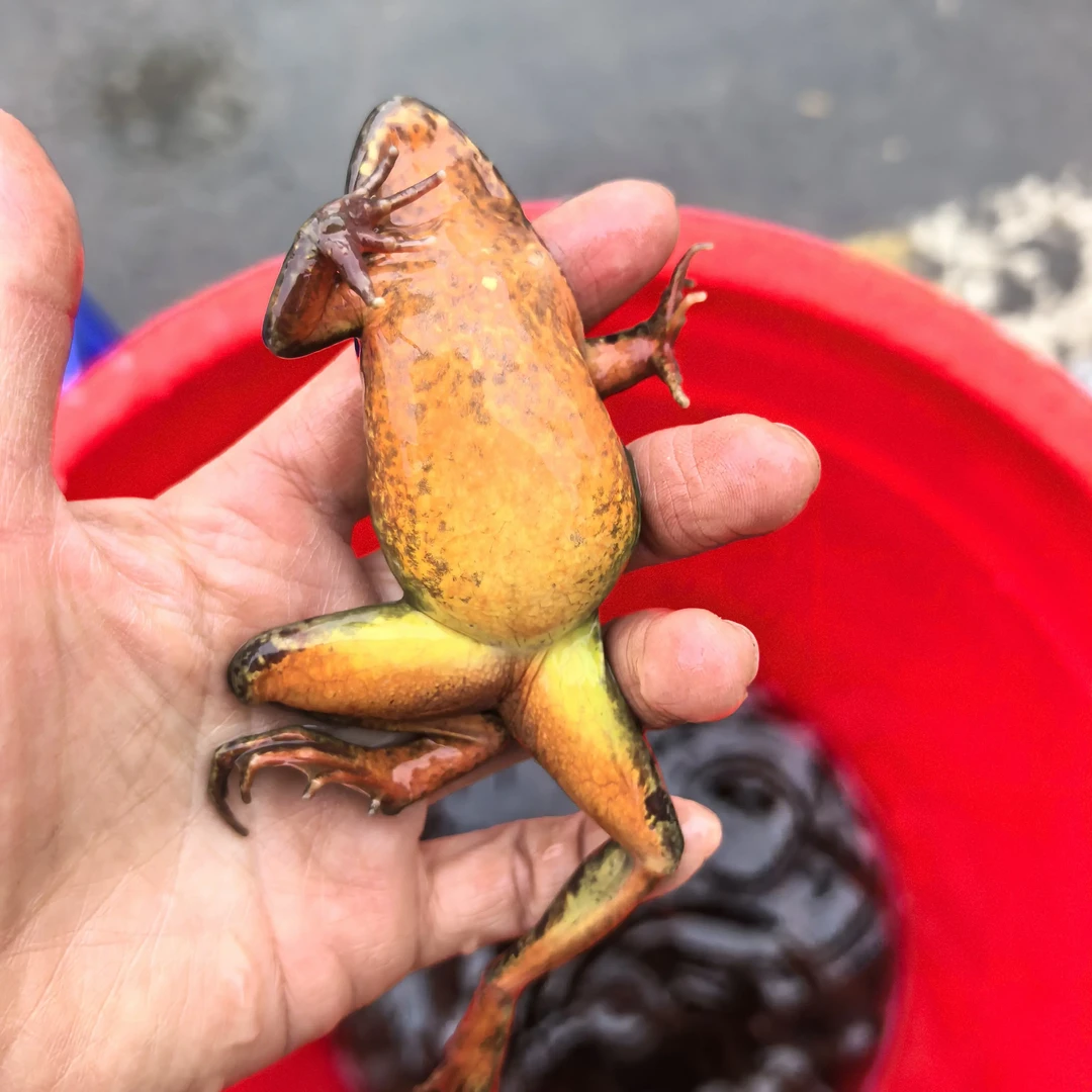 东北河鲜蛙雪蛤长白山母豹子满籽满油空运包邮鲜活满籽母蛙特产