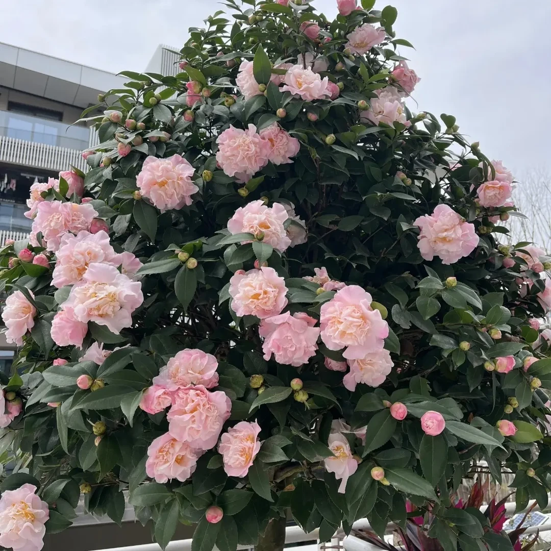 香妃茶花盆栽花卉浓香型耐热耐寒室内外好养易活