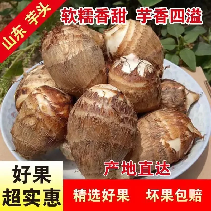 A新鲜山东自然毛芋头2025年新鲜奶芋头小芋头奶油香芋软糯香甜