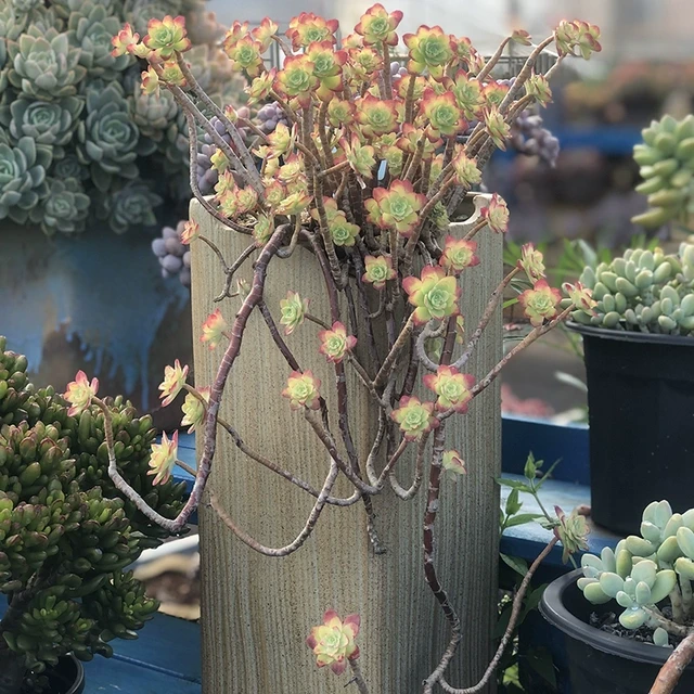 薄化妆多肉植物悬崖老桩精品整桩群生好养阳台办公室盆栽绿植萌肉