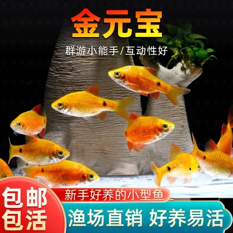 金元宝招财进宝冷水淡水鱼新手入门练手耐养群游鱼小型观赏鱼