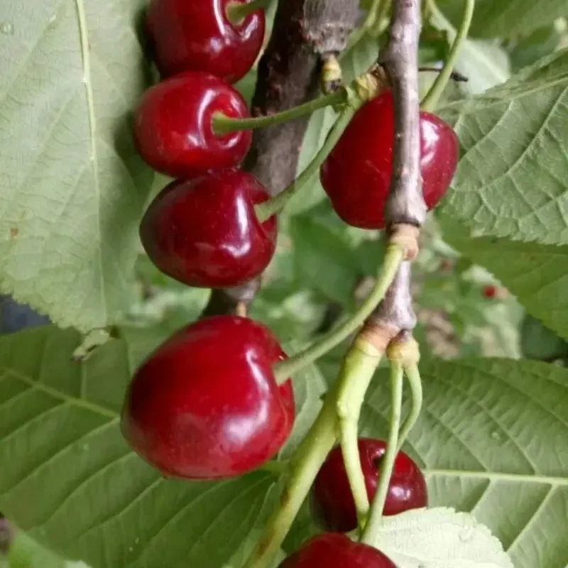 贵州玛瑙红樱桃高压苗樱桃苗