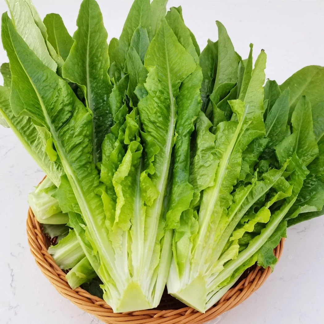 云南新鲜油麦菜莴笋尖莜麦菜凤尾时令叶菜