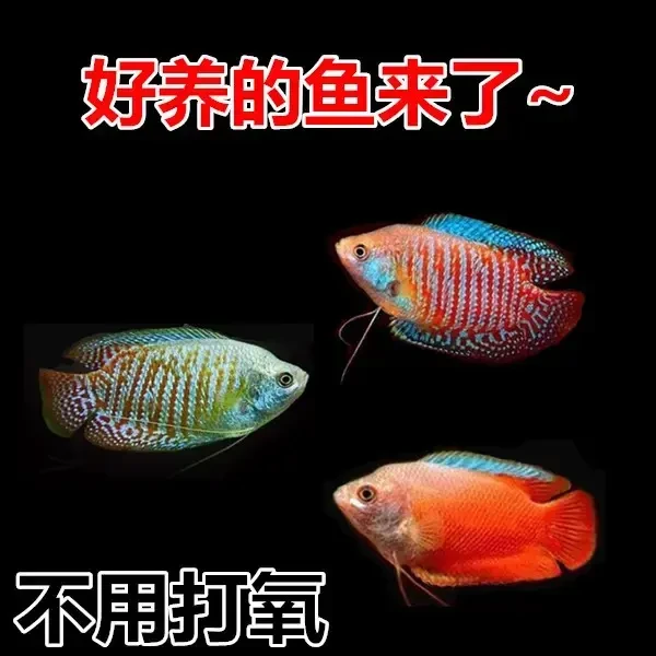 五彩丽丽 血丽丽 泰国丽丽 花手巾珍珠马甲 不需要打氧好养活包邮