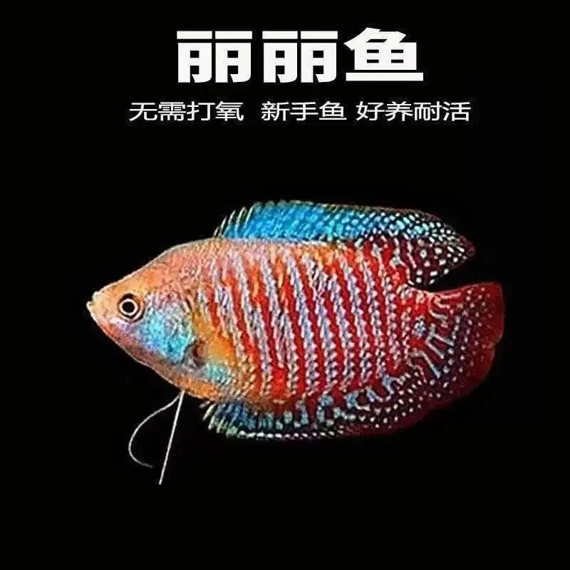 五彩丽丽活体红丽丽观赏鱼淡水鱼草缸不打除藻冷水鱼观赏鱼