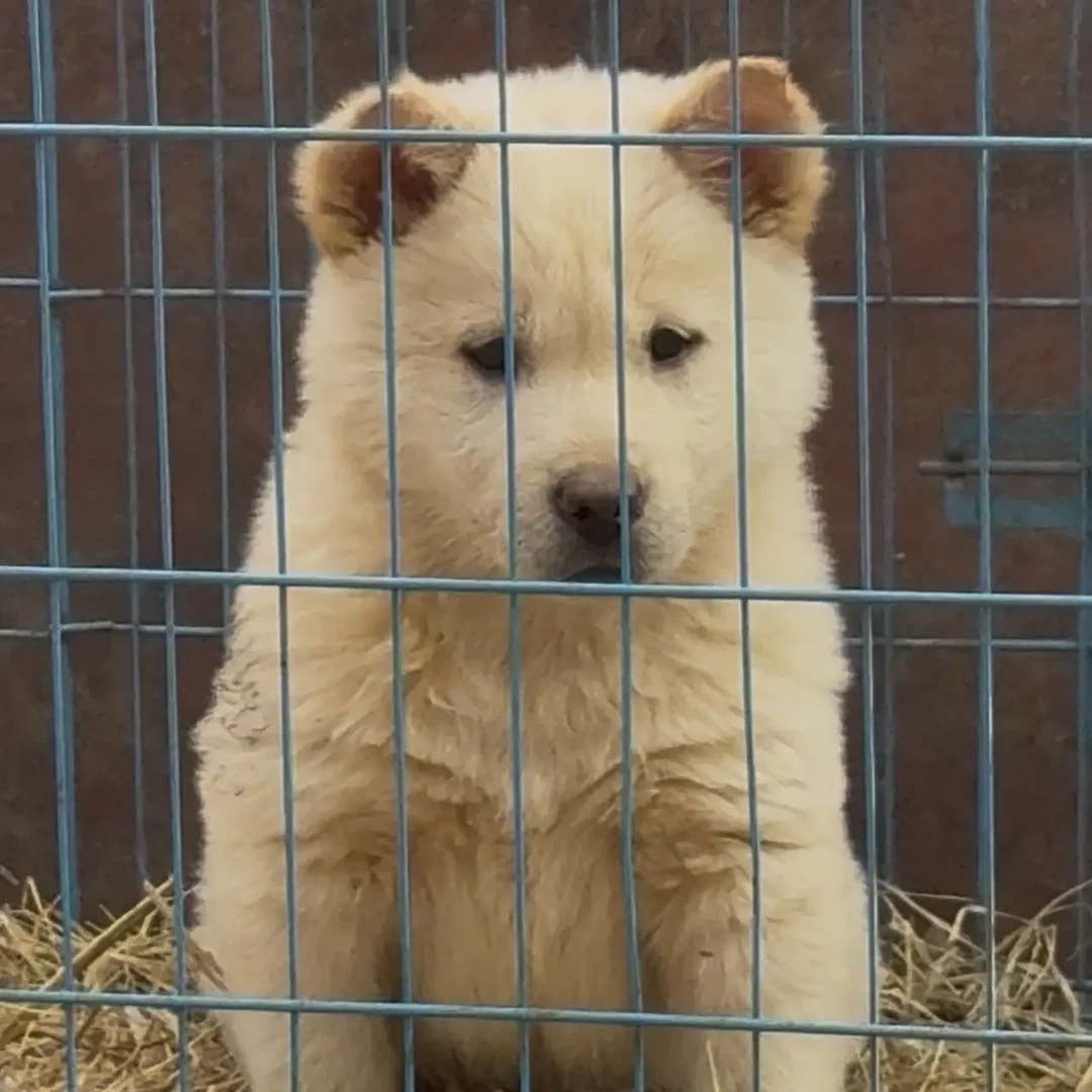 中华田园犬土松小公狗幼犬活体可家养陪伴犬