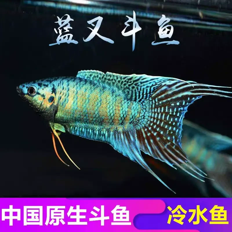 中国斗鱼蓝叉观赏鱼冷水淡水耐养不打氧适合新手皮实小型鱼闯缸鱼