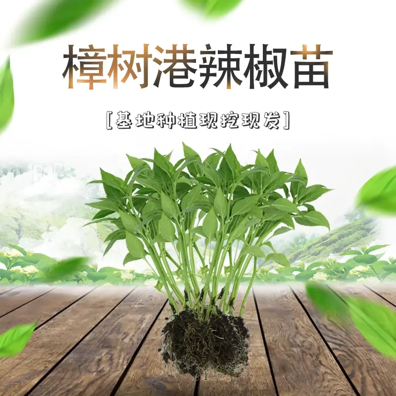 正宗樟树港辣椒苗樟树育苗地栽阳台盆栽绿色植株根系粗壮盆栽地栽