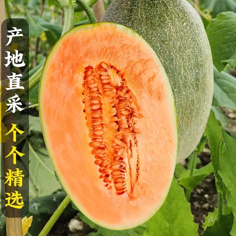 海南直发哈密瓜新鲜多汁蜜瓜甜脆爽口爆汁果肉细腻当季水果BF1