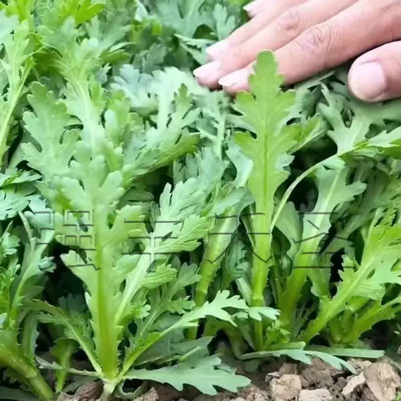 皇帝菜中叶茼蒿菜种子分叉多花叶茼蒿种子四季春菊菜蔬菜种子大全