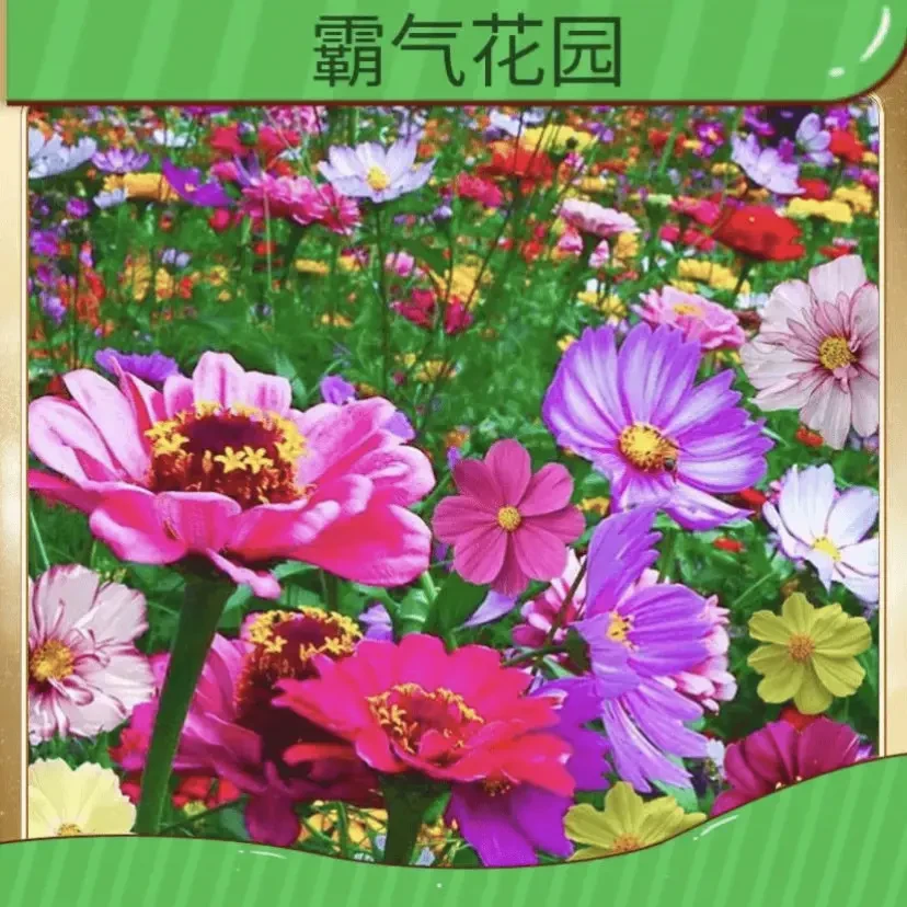 【野花组合】品种多样 耐寒耐旱南北方都适宜-适合庭院-阳台-盆栽