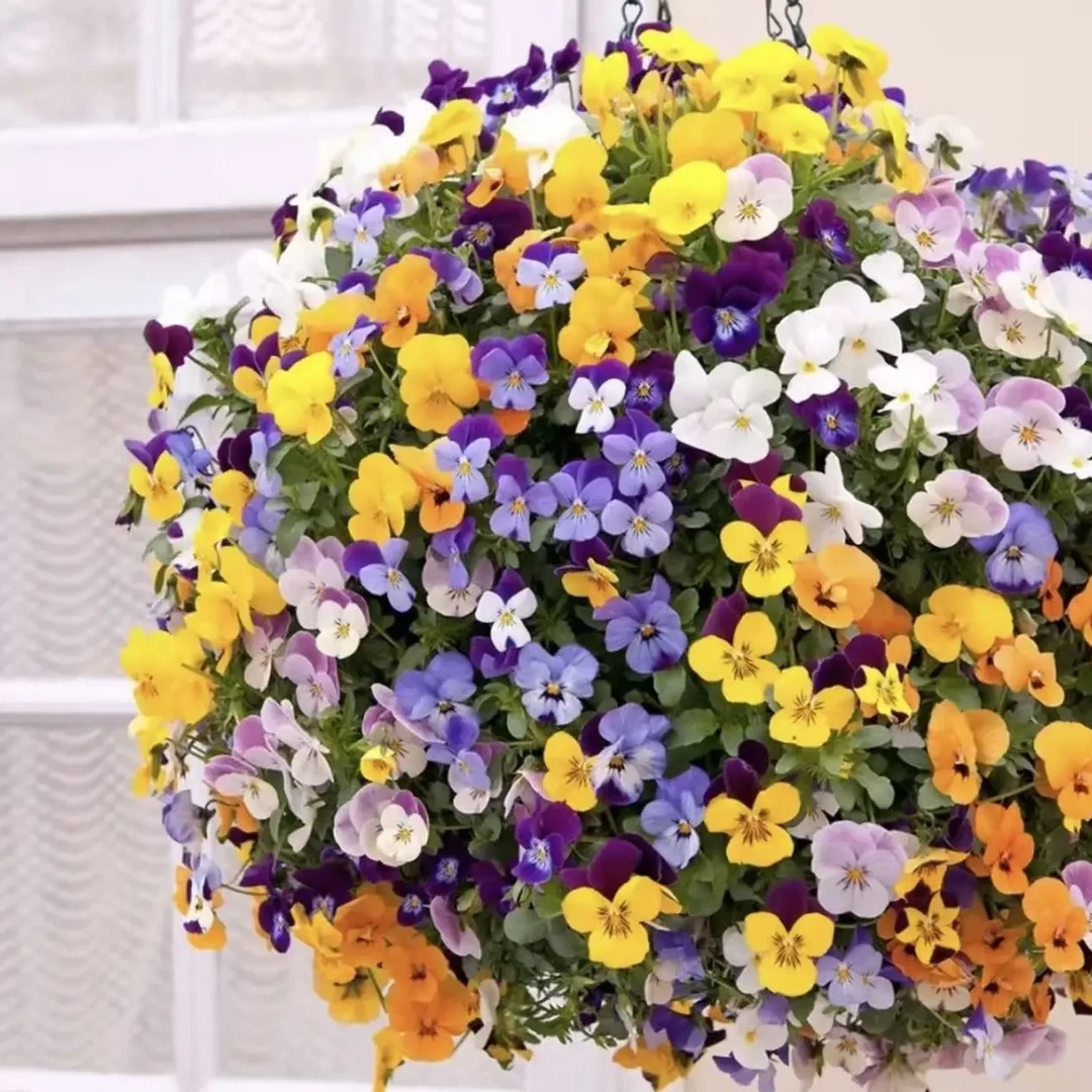 角堇花苗盆栽四季开花耐寒易养适合庭院阳台花卉植物