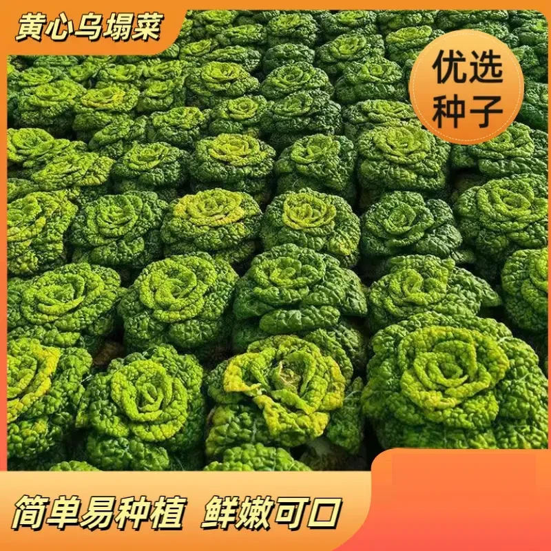黄心乌菜黄心菜新鲜乌塌菜四季白菜冬天青菜蔬菜孑黑菜秋冬季
