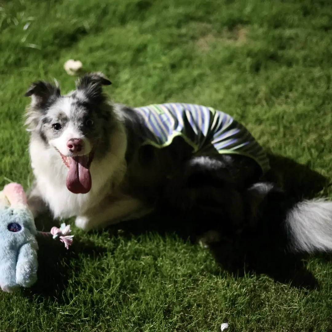 毛绒彩虹兔发声绳结 安抚解闷玩偶 可发声可拔河