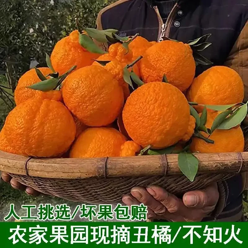 【酸爽可口】高山不知火丑橘丑八怪丑柑子新鲜水果现摘源头产地直发