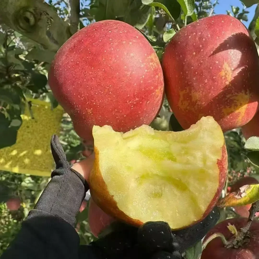 云南昭通正宗冰糖心丑苹果新鲜现摘红富士脆甜多汁产地直发