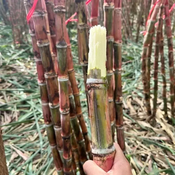 云南脆皮甘蔗（裂口装）脆甜多汁现砍现发自然生长清甜爽口